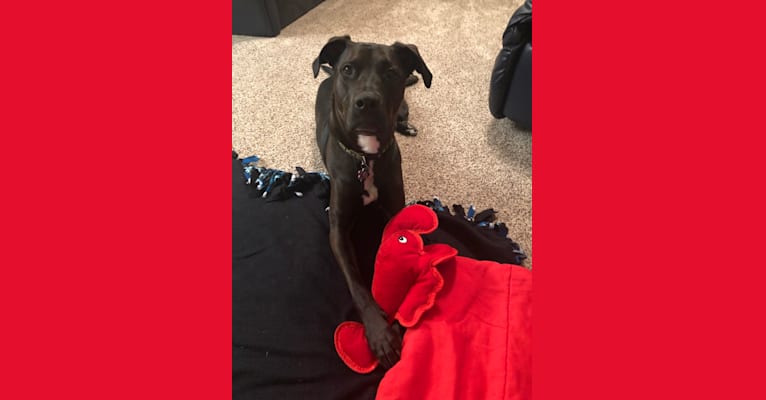 Axel, a Staffordshire Terrier and Rottweiler mix tested with EmbarkVet.com