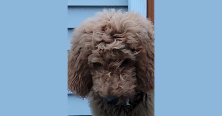 Jackson, a Goldendoodle tested with EmbarkVet.com