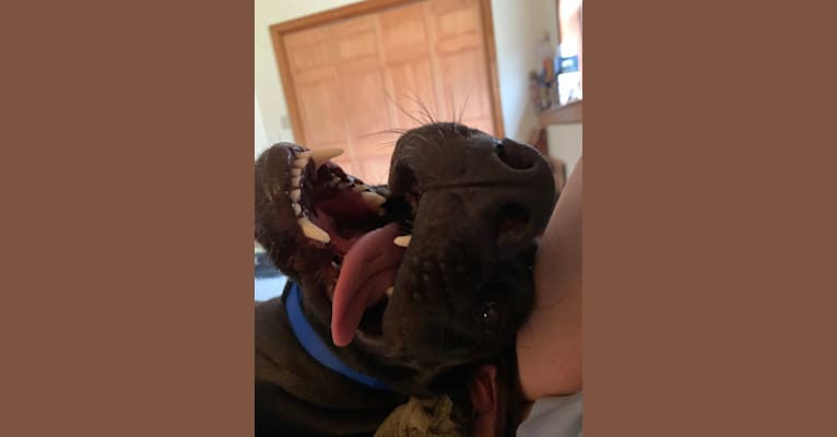 Photo of Buddy, an American Pit Bull Terrier, Great Dane, American Bulldog, and American Staffordshire Terrier mix in Mississippi, USA