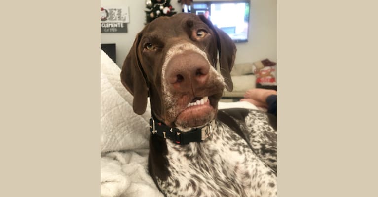 Jackson, a German Shorthaired Pointer tested with EmbarkVet.com