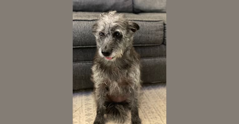 Whitney, a Poodle (Small) and Miniature Schnauzer mix tested with EmbarkVet.com
