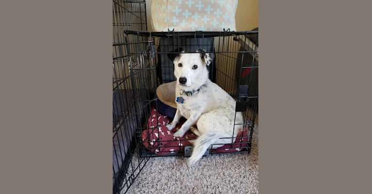 Darcy, a Dachshund and Australian Cattle Dog mix tested with EmbarkVet.com