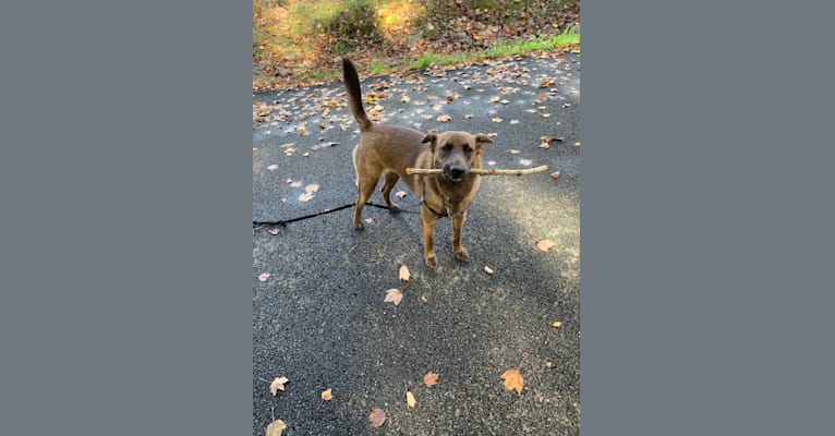 Gracie, an American Pit Bull Terrier and Labrador Retriever mix tested with EmbarkVet.com