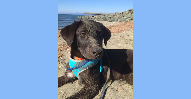 Guinness, a Labrador Retriever and Australian Cattle Dog mix tested with EmbarkVet.com