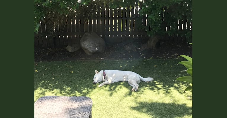 Photo of Char, a Jindo  in Los Angeles, California, USA