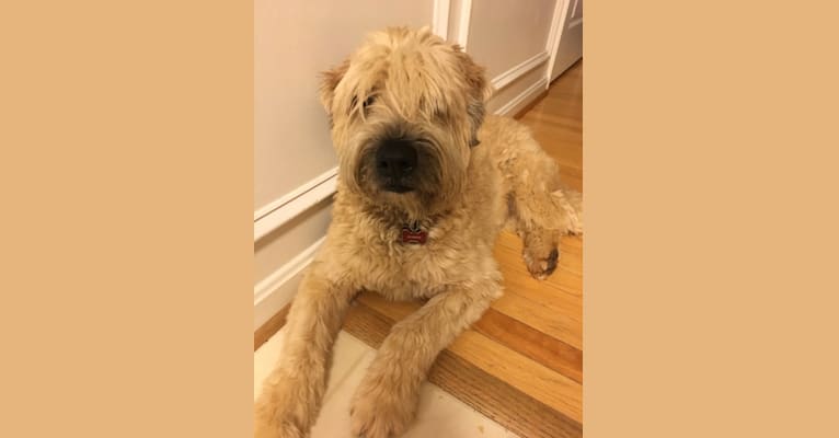 Desmond, a Soft Coated Wheaten Terrier tested with EmbarkVet.com
