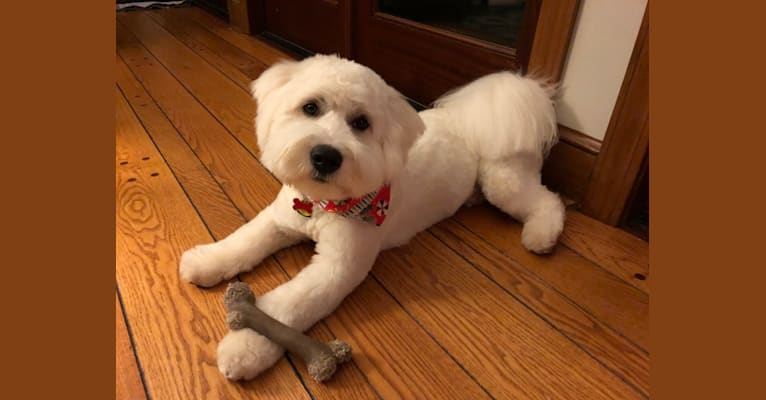 Sam, a Siberian Husky and Maltese mix tested with EmbarkVet.com