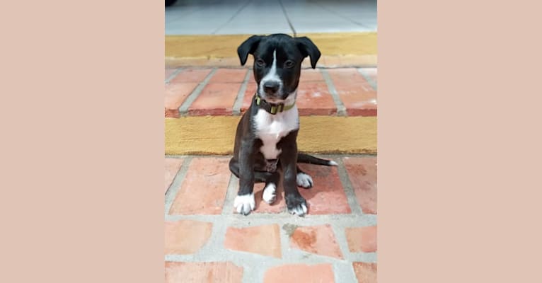 Photo of Tux, an American Village Dog  in Aruba