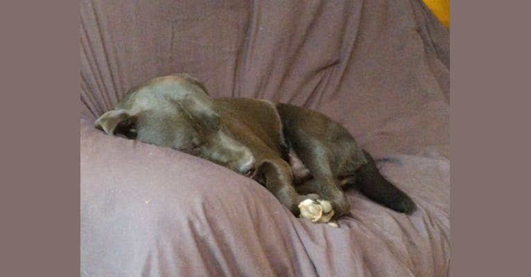 Cairo, an American Staffordshire Terrier and Labrador Retriever mix tested with EmbarkVet.com