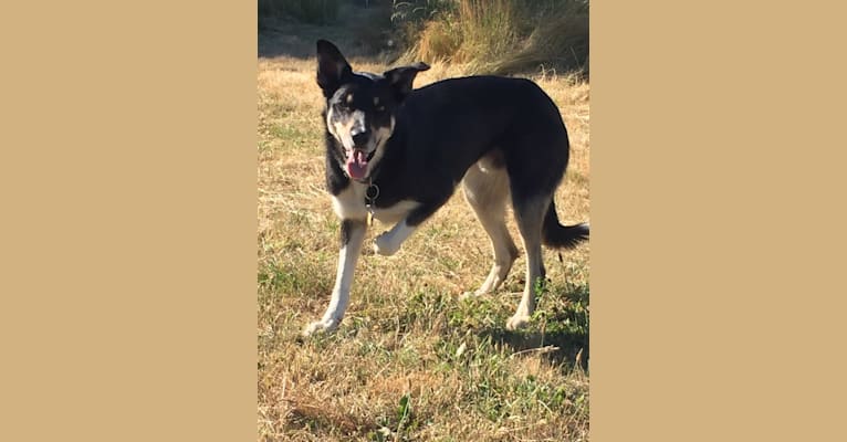 Ollie, a Border Collie tested with EmbarkVet.com