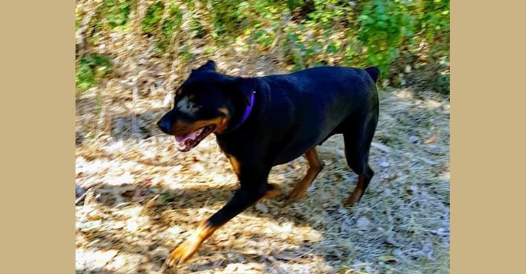 Photo of Bear, a Rottweiler and Mixed mix in El Sobrante, California, USA