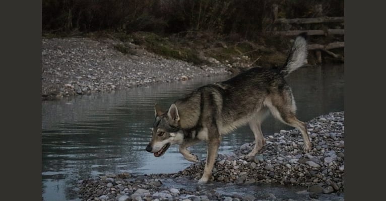 Ade, a Czechoslovakian Vlcak tested with EmbarkVet.com