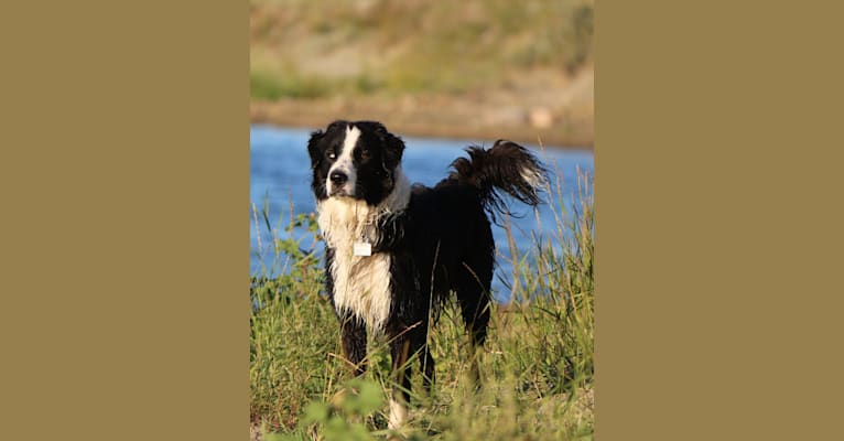 Photo of Milo, an Australian Shepherd, Collie, and Mixed mix in Peterborough, ON, Canada