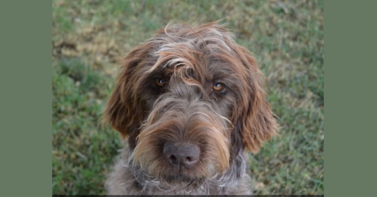 Sage, a Wirehaired Pointing Griffon tested with EmbarkVet.com