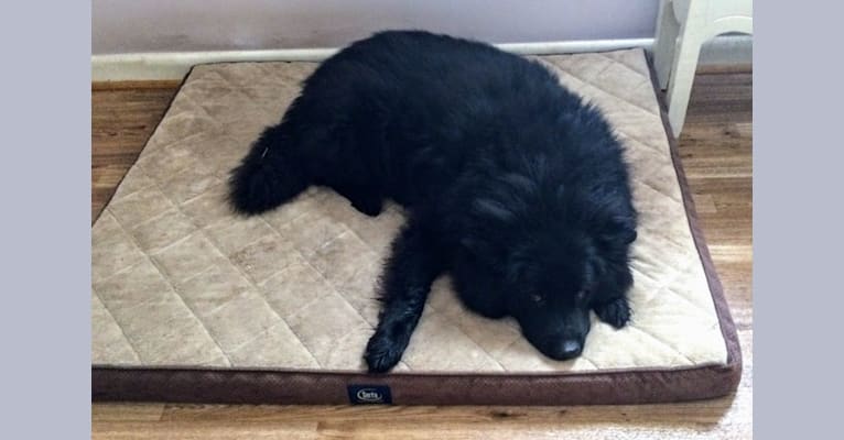 Hudson, a Chow Chow and German Shepherd Dog mix tested with EmbarkVet.com