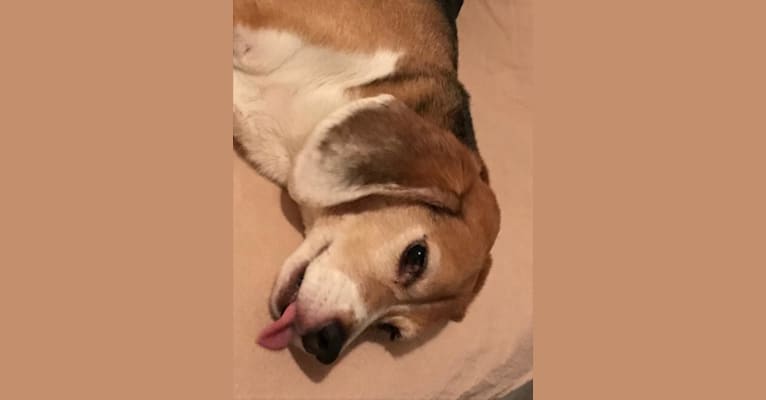 Diego, a Beagle tested with EmbarkVet.com