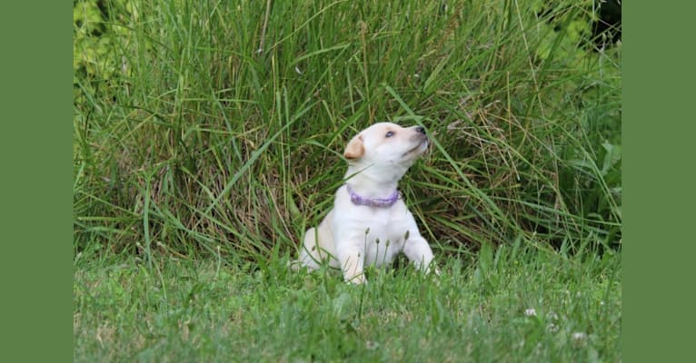 Photo of Star, a Carolina Dog 