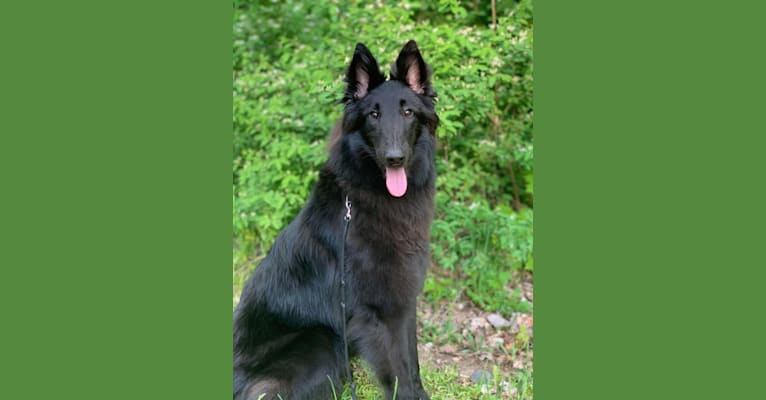 Photo of Fable, a Belgian Shepherd  in Canton, OH, USA