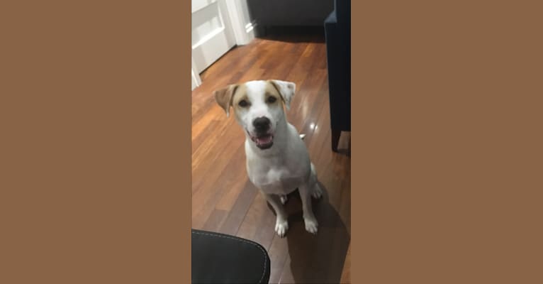 Lila, a Labrador Retriever and American Pit Bull Terrier mix tested with EmbarkVet.com