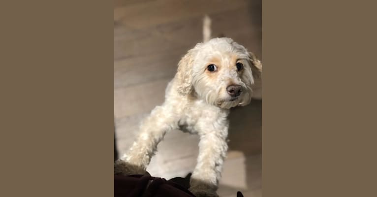Rocky, a Poodle (Small) and Cocker Spaniel mix tested with EmbarkVet.com