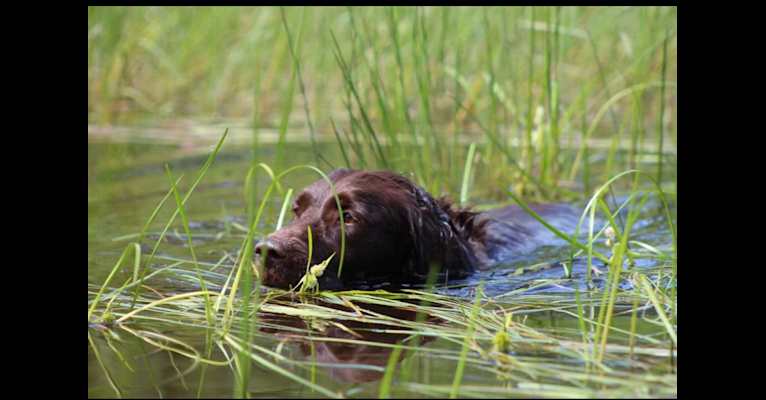 Luna, a Boykin Spaniel and Golden Retriever mix tested with EmbarkVet.com