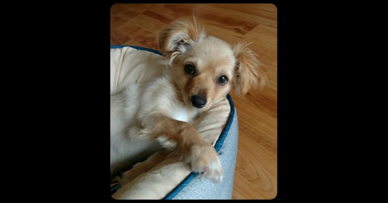 Vonnie, a Chihuahua and Shih Tzu mix tested with EmbarkVet.com