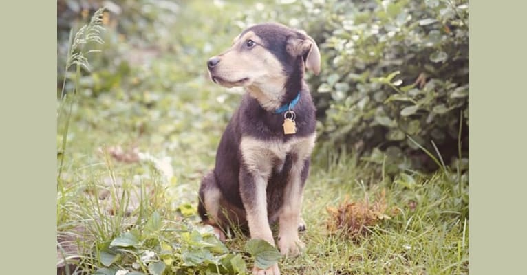 Leon, a Maremma Sheepdog and Labrador Retriever mix tested with EmbarkVet.com