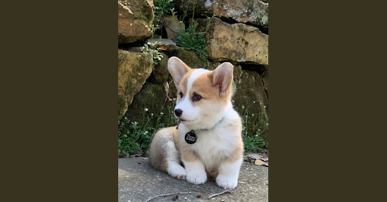 Kudzu (Zuzu), a Pembroke Welsh Corgi tested with EmbarkVet.com