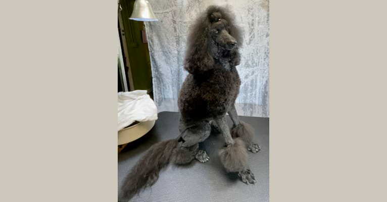 Paisley Chenille Hardinger, a Poodle (Standard) tested with EmbarkVet.com