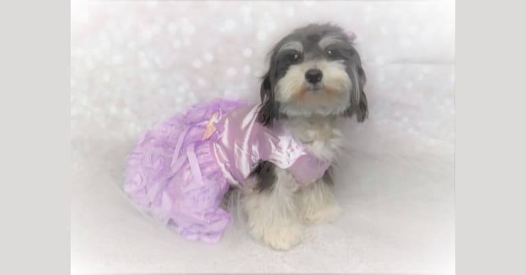 Molly, a Havanese tested with EmbarkVet.com