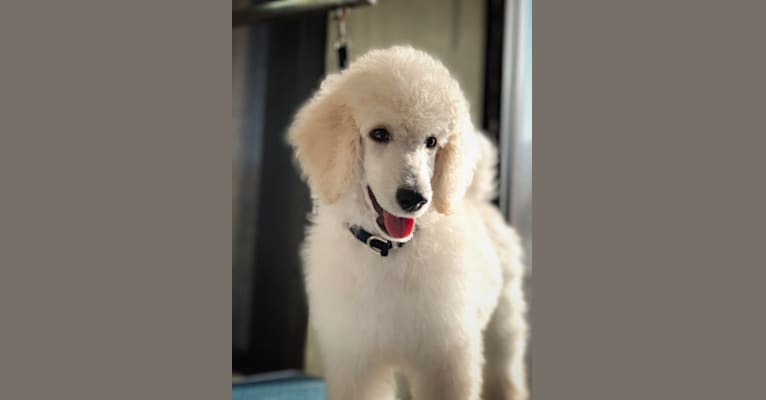 Photo of Grimm, a Poodle (Standard)  in Fort White, FL, USA