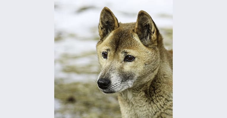 Reba, a New Guinea Singing Dog tested with EmbarkVet.com