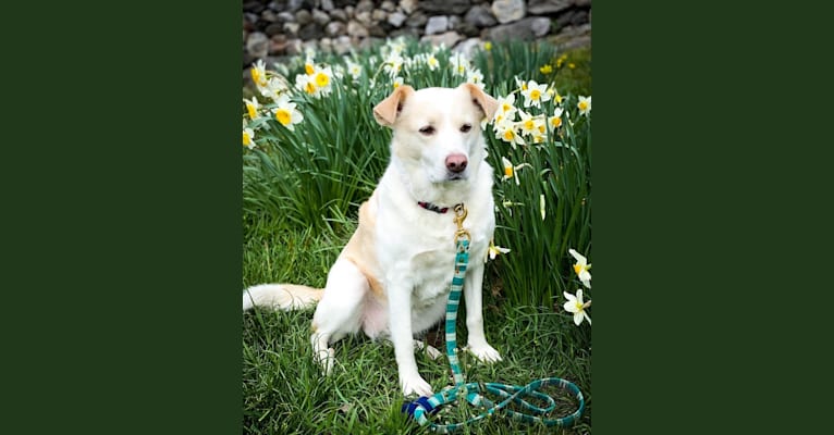 Hayley, a Great Pyrenees and Beagle mix tested with EmbarkVet.com