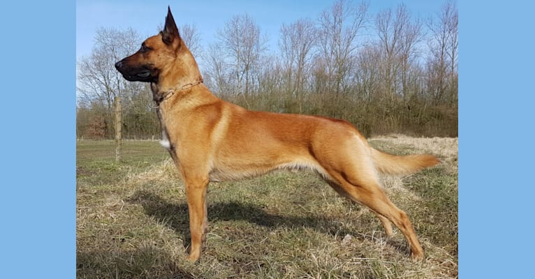 Xygan, a Belgian Shepherd tested with EmbarkVet.com