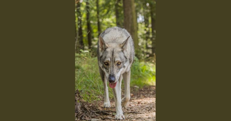 Diamond, a Saarloos Wolfdog tested with EmbarkVet.com