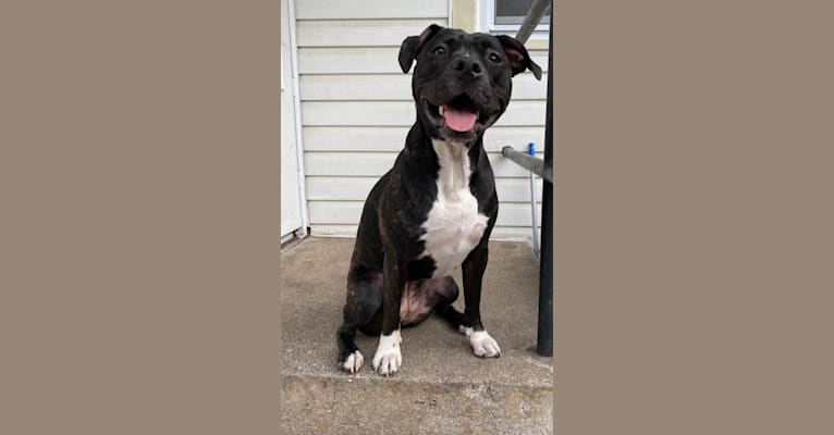 June, an American Pit Bull Terrier and American Bully mix tested with EmbarkVet.com