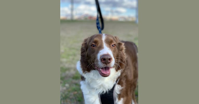 Photo of Christopher, an Australian Shepherd and Border Collie mix in Canton, TX, USA
