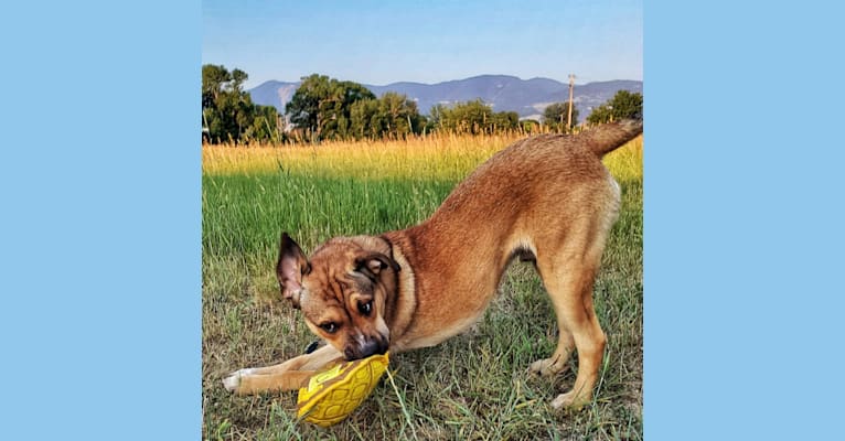 Photo of Nemo, a Miniature/MAS-type Australian Shepherd, American Pit Bull Terrier, Border Collie, Cocker Spaniel, and Mixed mix in Dayton, Wyoming, USA