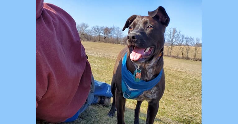 Photo of Luna, a Cane Corso, Australian Cattle Dog, and Mixed mix in Mississippi, USA