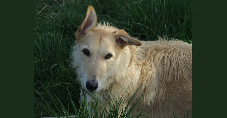 Lucy, a Greyhound and Scottish Deerhound mix tested with EmbarkVet.com