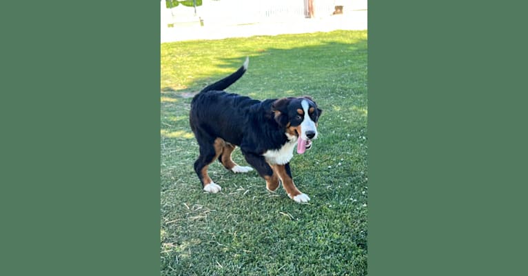 Scout, a Bernese Mountain Dog tested with EmbarkVet.com