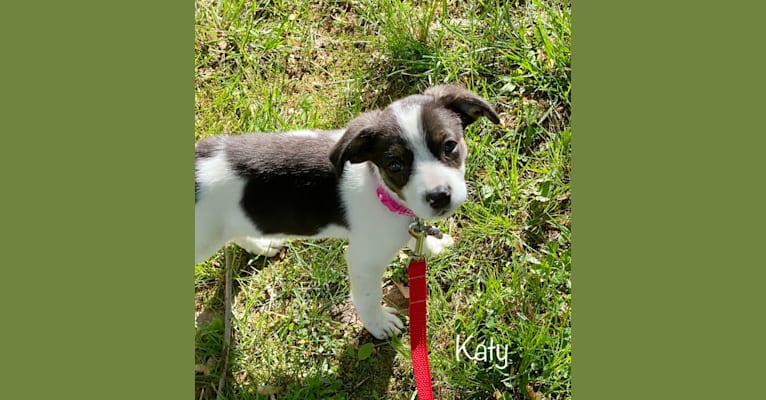 Katy, an Australian Cattle Dog and American Pit Bull Terrier mix tested with EmbarkVet.com