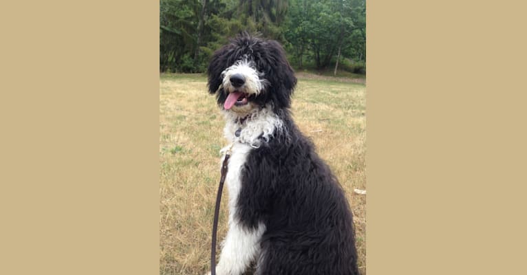 Annie, a Border Collie and Poodle (Standard) mix tested with EmbarkVet.com