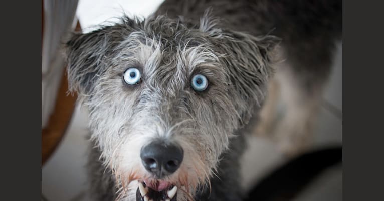 Half poodle discount half husky