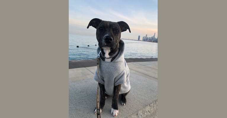 Photo of Mackey, an American Pit Bull Terrier  in Chicago, Illinois, USA