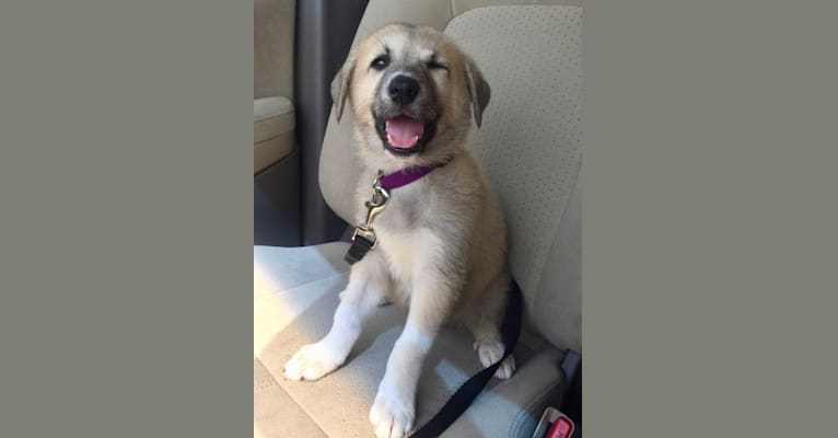 anatolian shepherd and husky mix