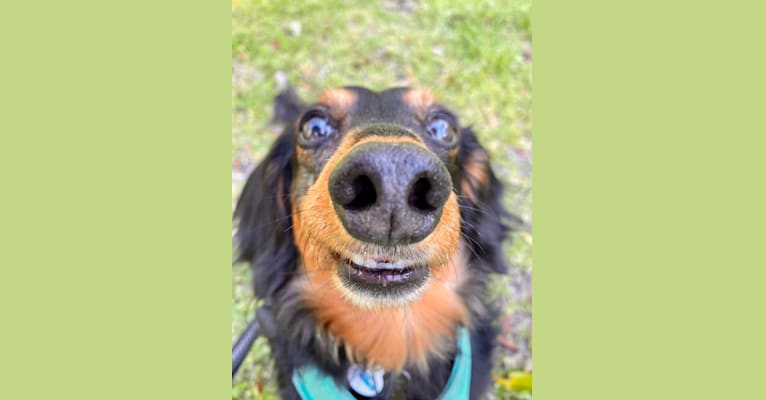 Photo of Theodore, a Dachshund  in Cainsville, MO, USA