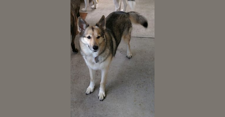 Mia, a Siberian Husky and German Shepherd Dog mix tested with EmbarkVet.com