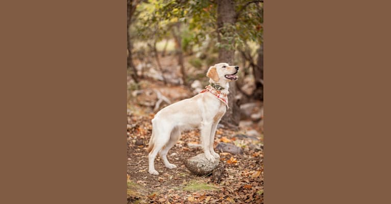 Photo of Roxy, a Golden Retriever  in Missouri, USA