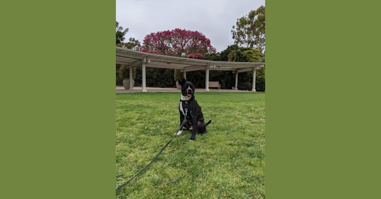 Photo of Ollie, a Boston Terrier, Poodle (Small), and Mixed mix in Los Angeles, California, USA
